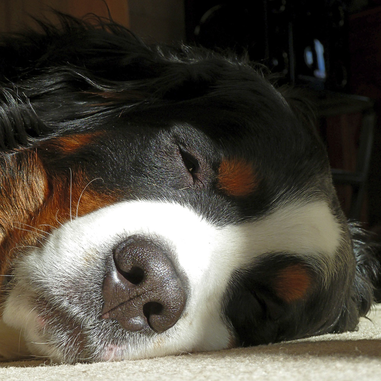 Foto relaxte hond