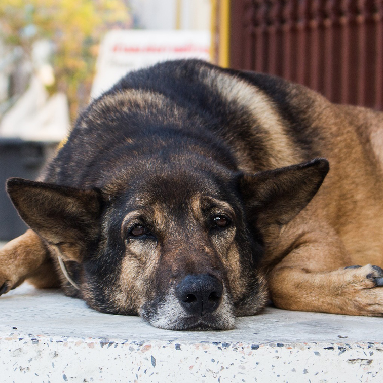 foto hond na massage