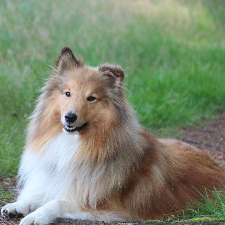 foto blije Sheltie
