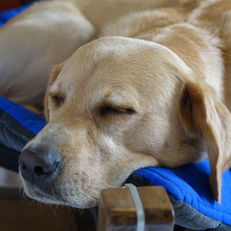 foto ontspannen Labrador