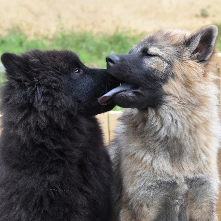foto twee knuffelende honden