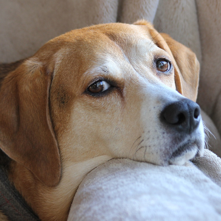 foto vragende ogen Beagle