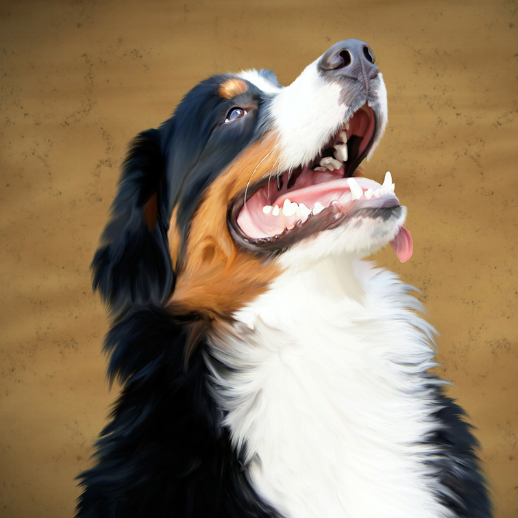 Foto alerte Bernen-Sennen hond