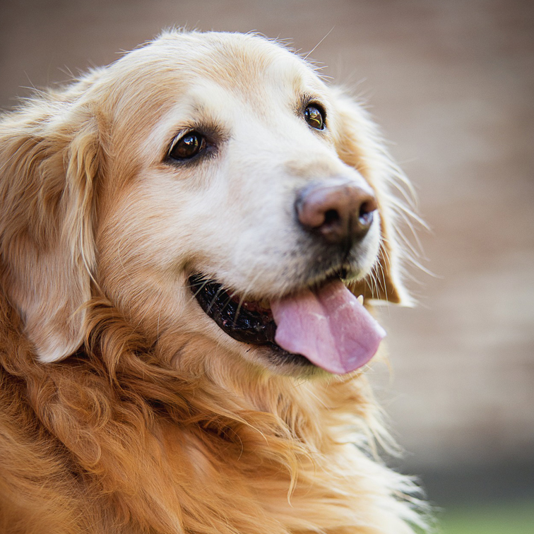 foto alerte Golden Retriever