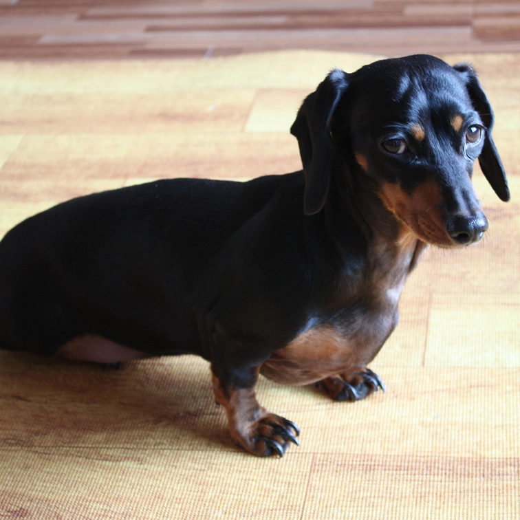 foto droevige Teckel