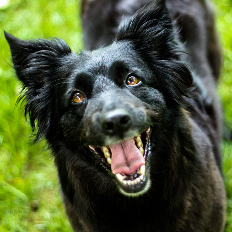 foto Herder die zijn tanden laat zien